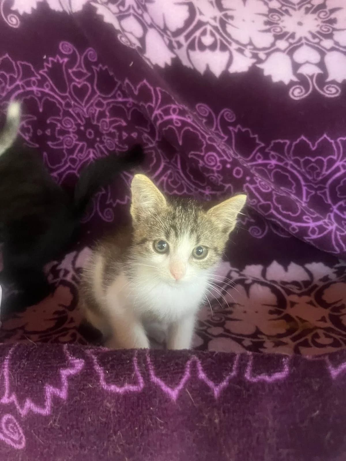 Findus 2 – Zuhause gefunden, male young Mixed Breed for adoption at Seelenkatzen e.V., Barsinghausen