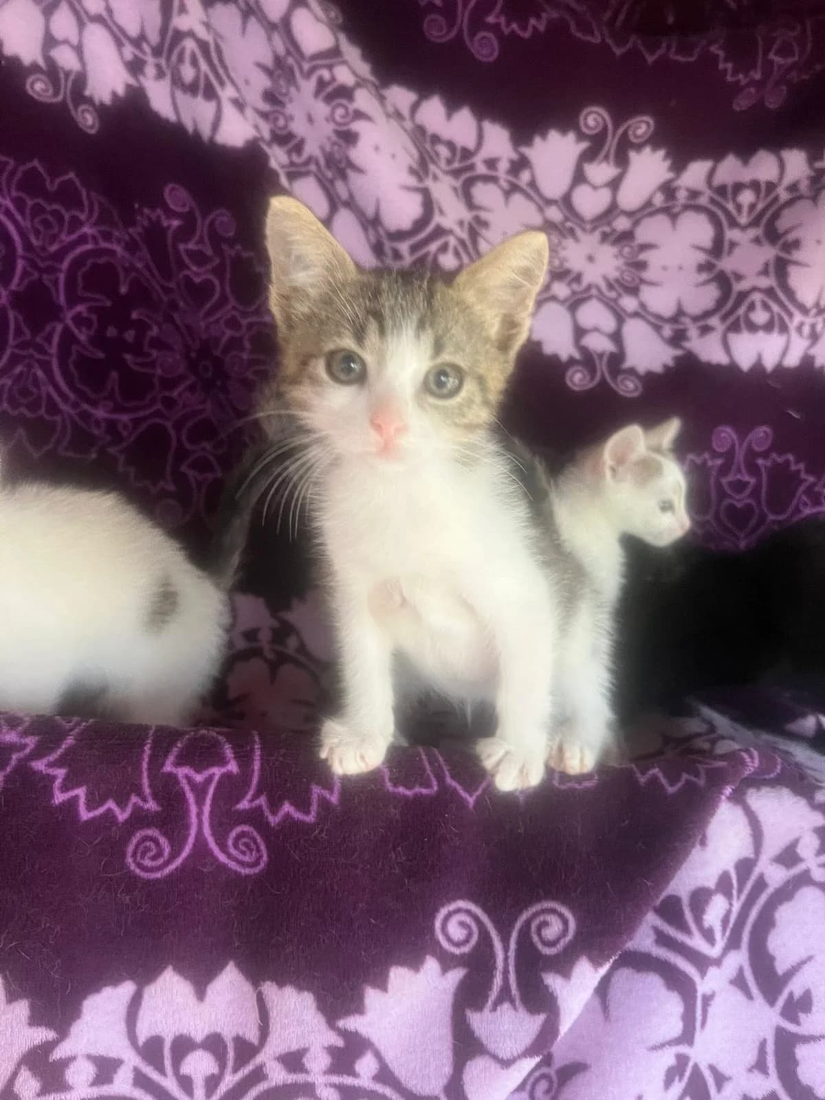 Findus 2, male Mixed Breed for adoption at Seelenkatzen e.V. — photo 2 of 11