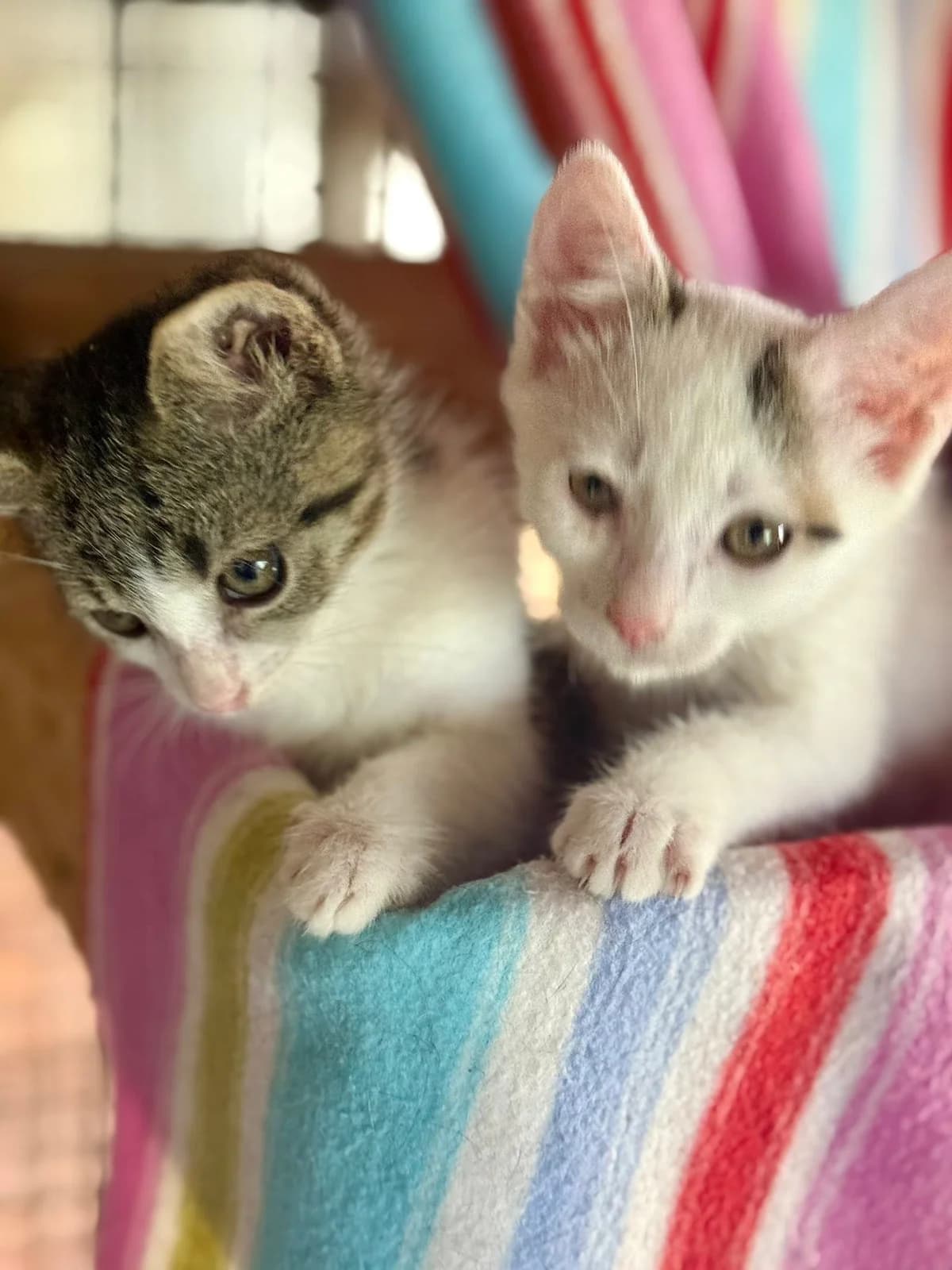 Findus 2, male Mixed Breed for adoption at Seelenkatzen e.V. — photo 3 of 11