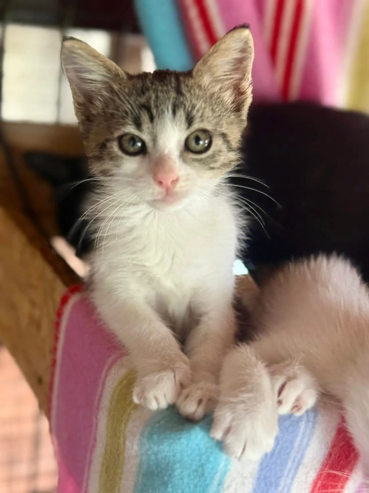 Findus 2, male Mixed Breed for adoption at Seelenkatzen e.V. — photo 4 of 11