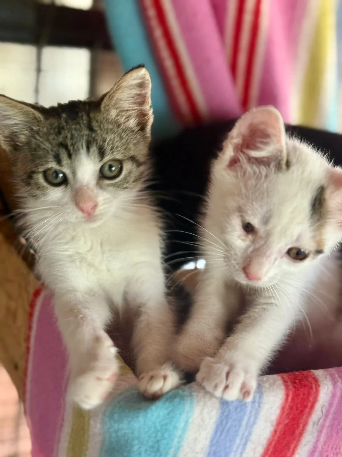 Findus 2, male Mixed Breed for adoption at Seelenkatzen e.V. — photo 5 of 11