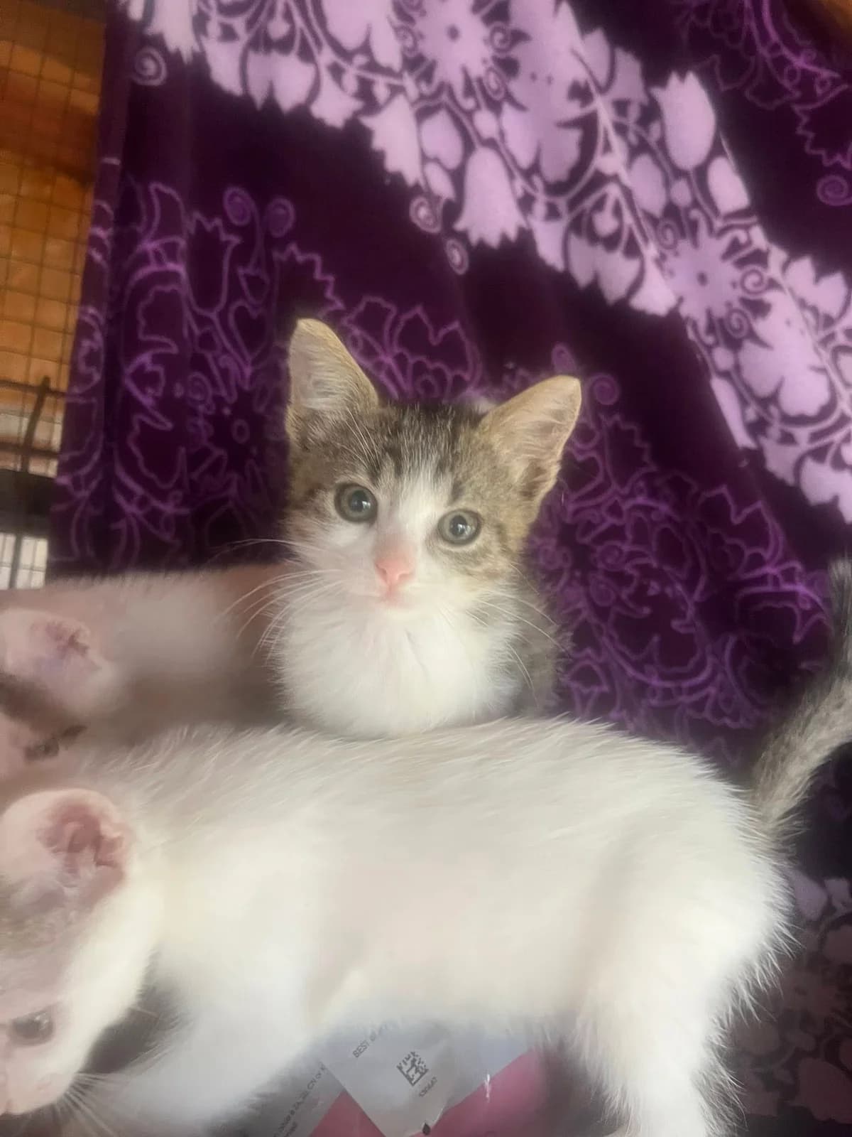 Findus 2, male Mixed Breed for adoption at Seelenkatzen e.V. — photo 6 of 11