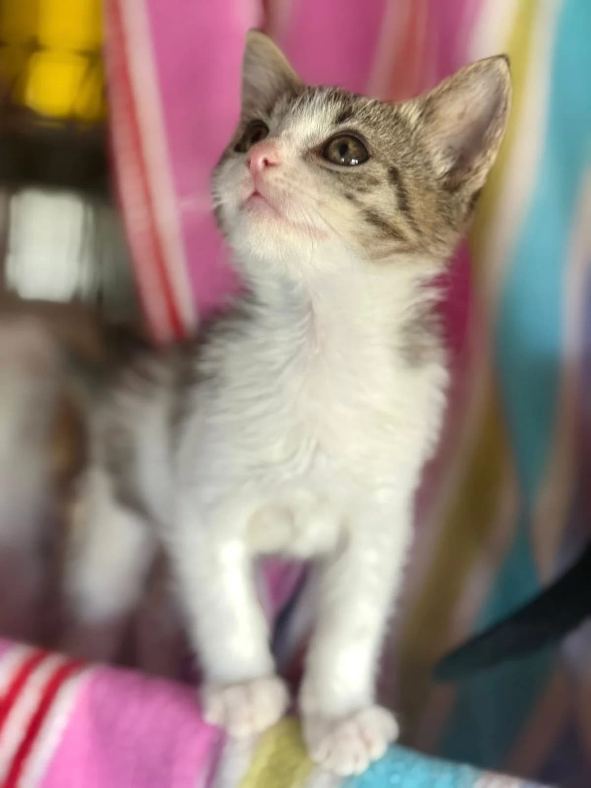 Findus 2, male Mixed Breed for adoption at Seelenkatzen e.V. — photo 7 of 11