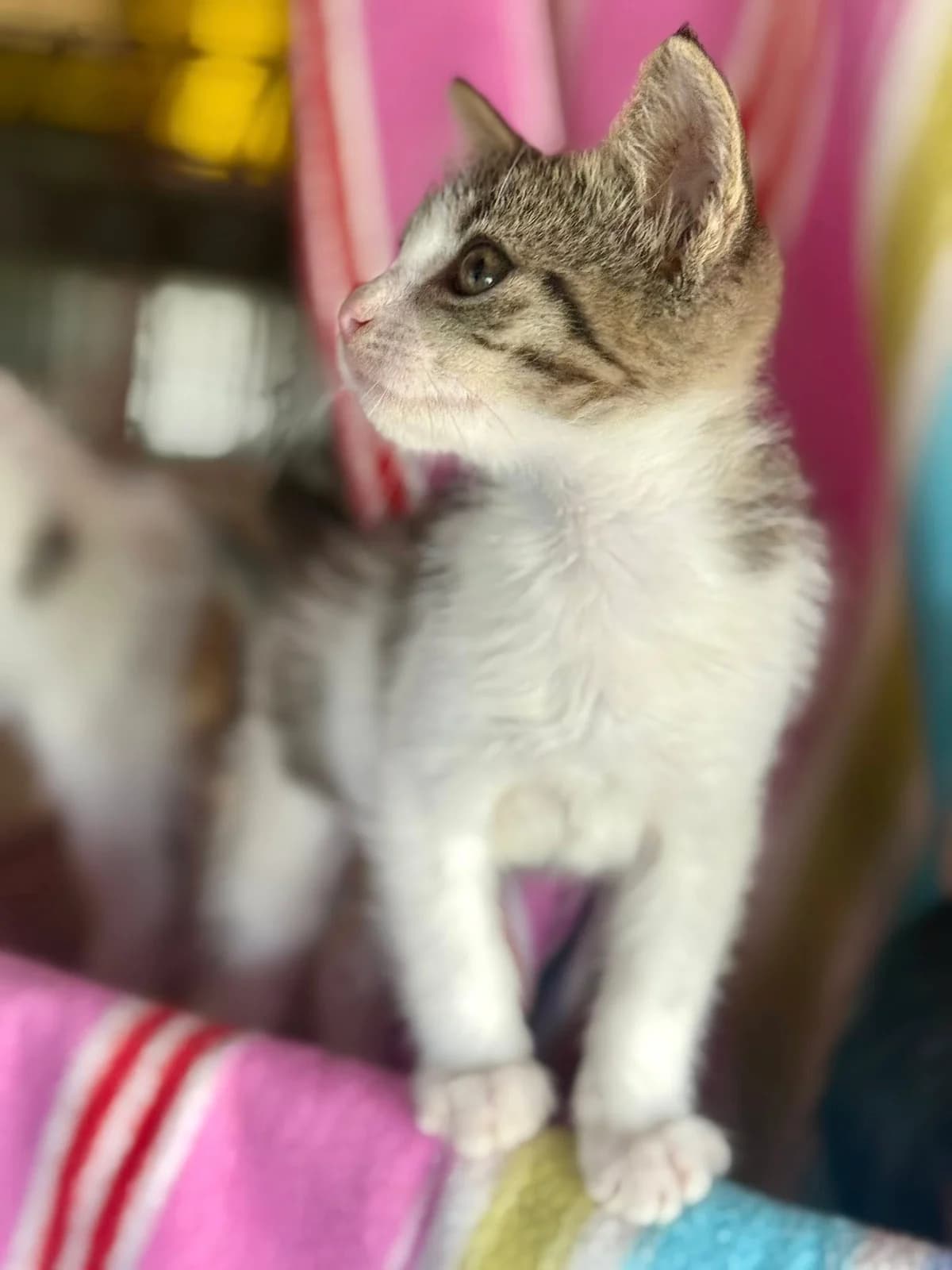 Findus 2, male Mixed Breed for adoption at Seelenkatzen e.V. — photo 8 of 11