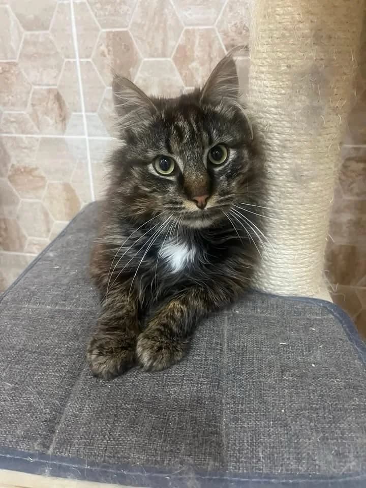 Finlay 2, male Mixed Breed for adoption at Seelenkatzen e.V., Barsinghausen