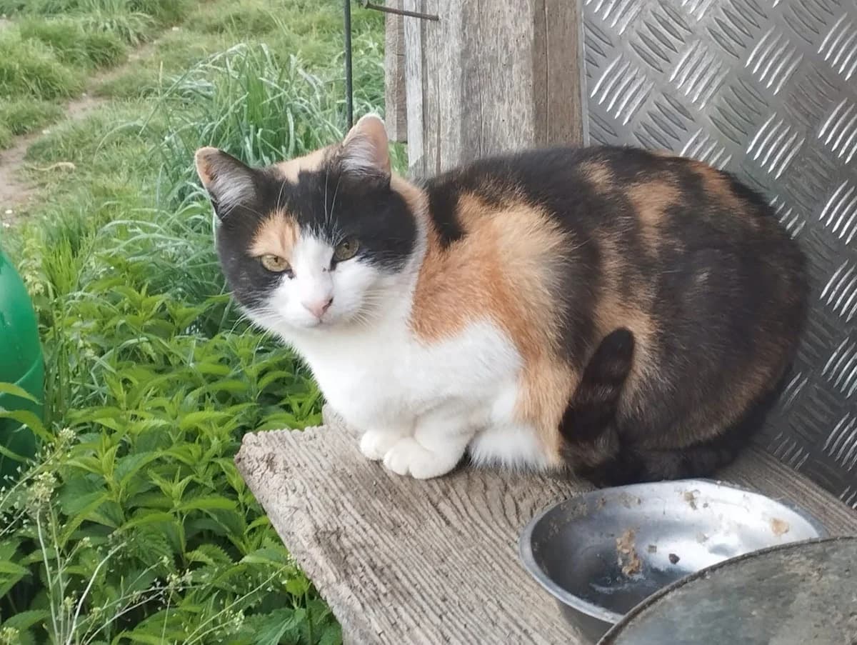 Flora, Mixed Breed (Seelenkatzen e.V.)