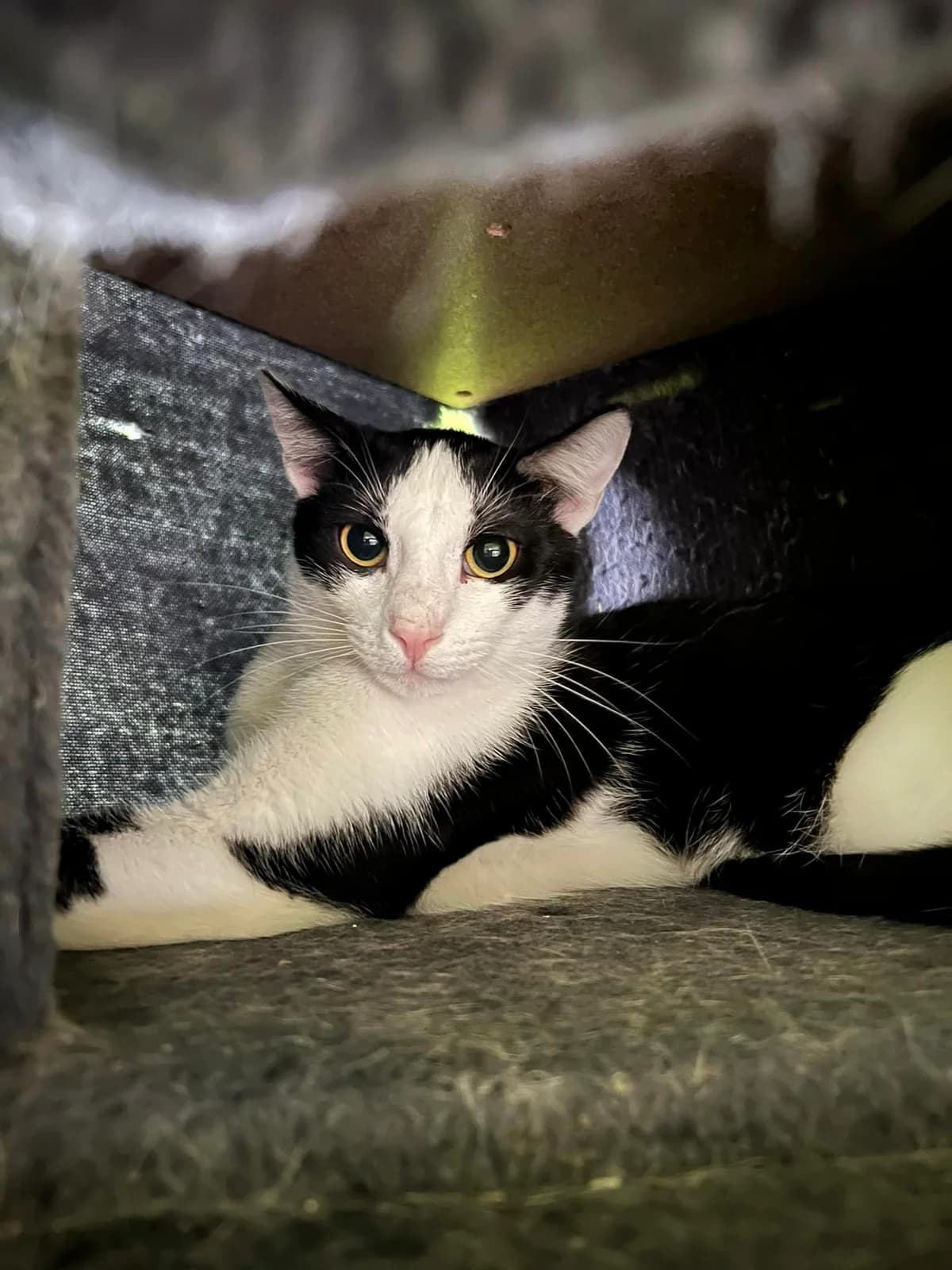 Freddy, male 3yo Mixed Breed for adoption at Seelenkatzen e.V., Barsinghausen