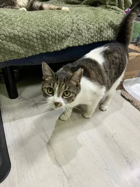 Freja, female Mixed Breed for adoption at Seelenkatzen e.V.