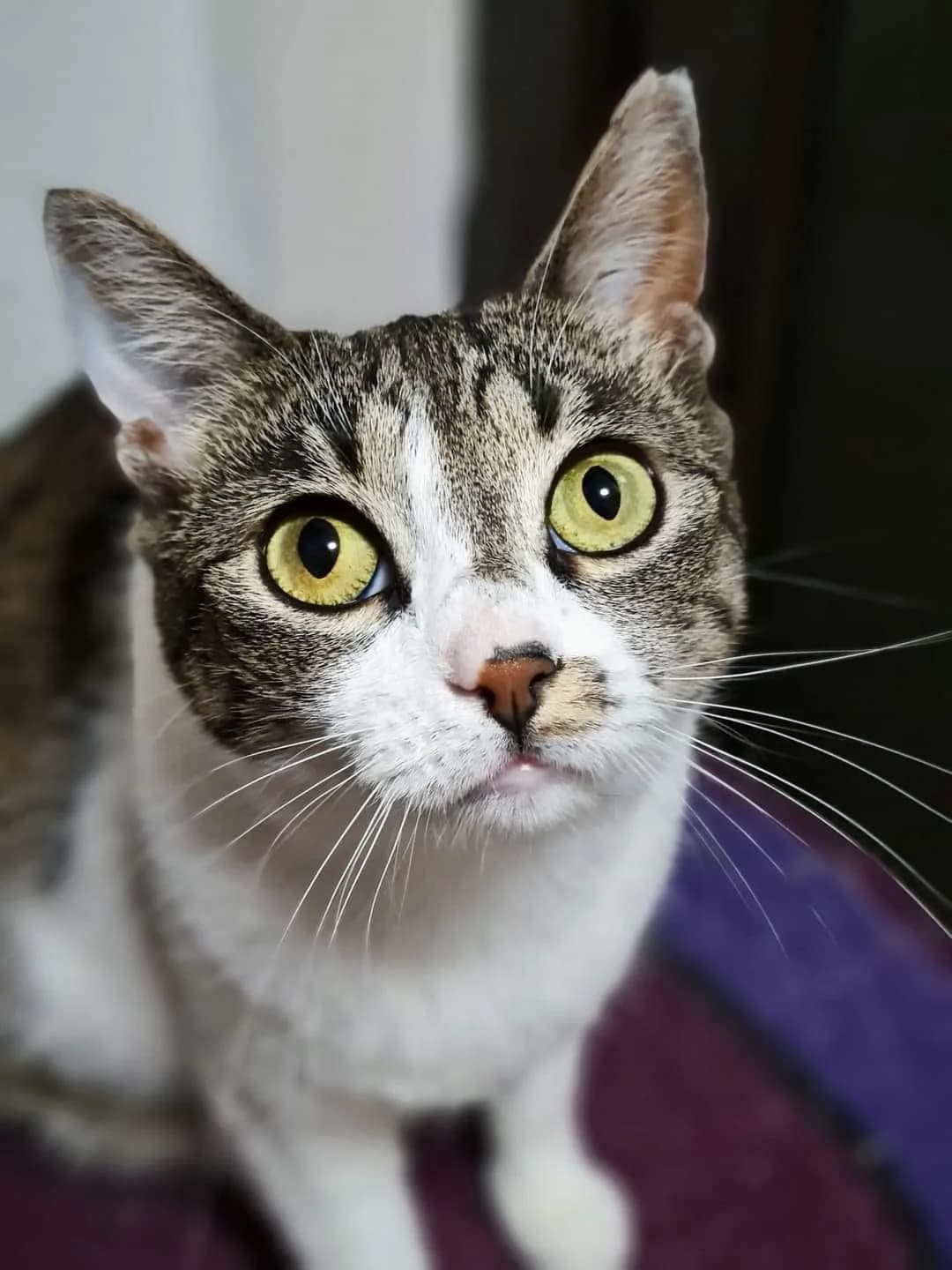 Freja, female Mixed Breed for adoption at Seelenkatzen e.V. — photo 2 of 14