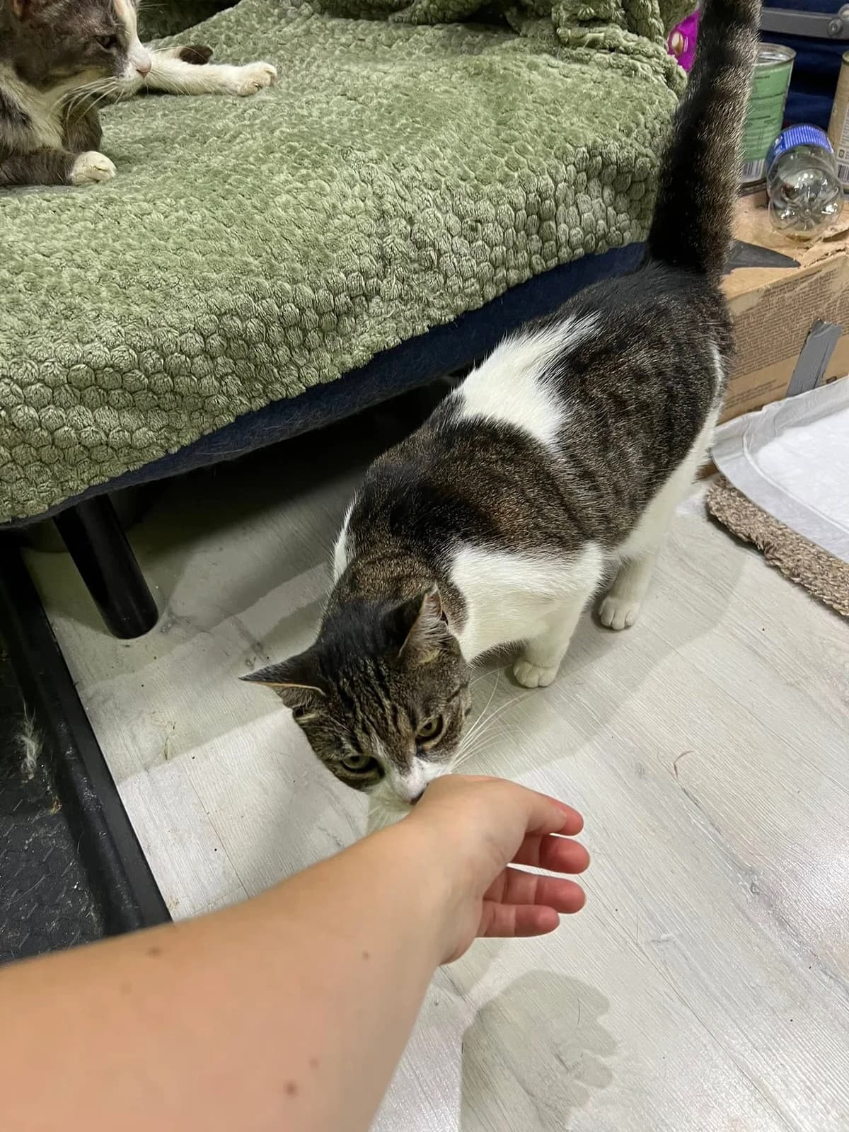 Freja, female Mixed Breed for adoption at Seelenkatzen e.V. — photo 3 of 14