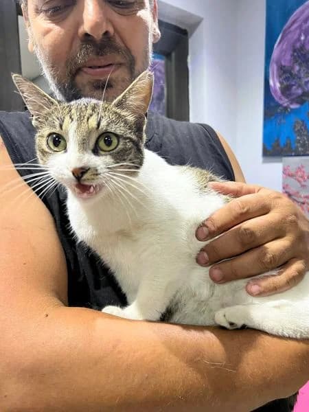 Freja, female Mixed Breed for adoption at Seelenkatzen e.V. — photo 4 of 14