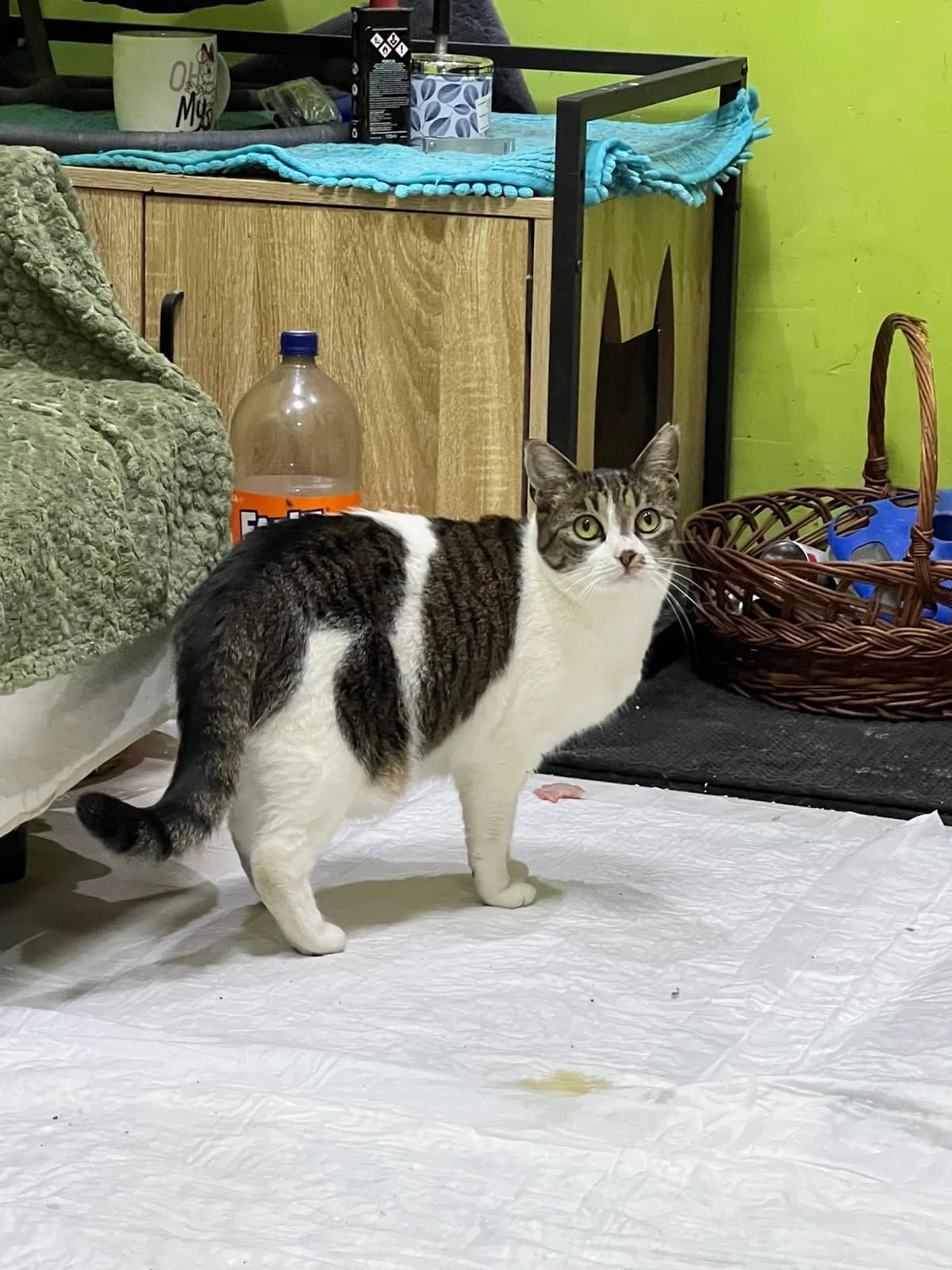 Freja, female Mixed Breed for adoption at Seelenkatzen e.V. — photo 5 of 14