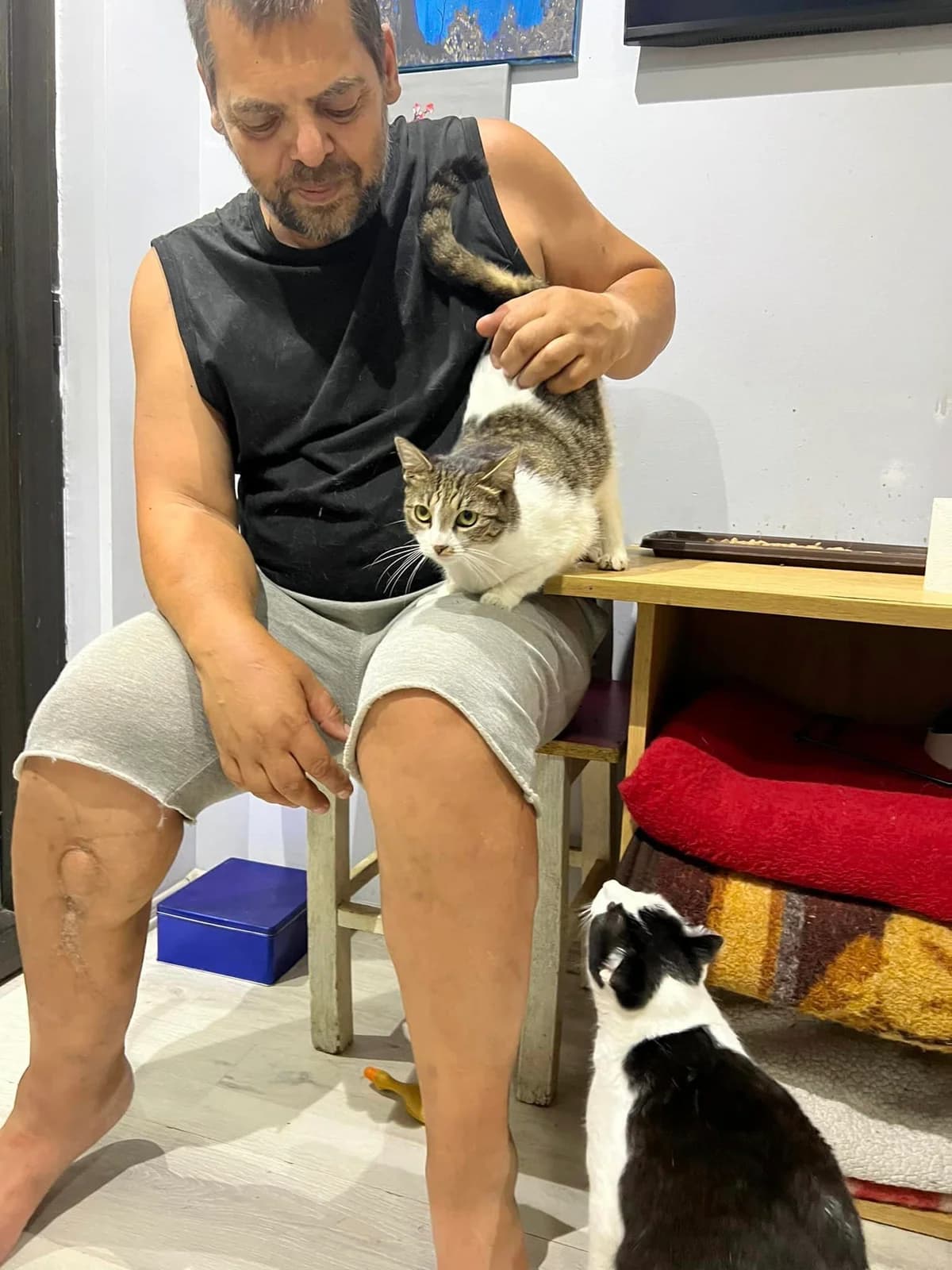 Freja, female Mixed Breed for adoption at Seelenkatzen e.V. — photo 6 of 14