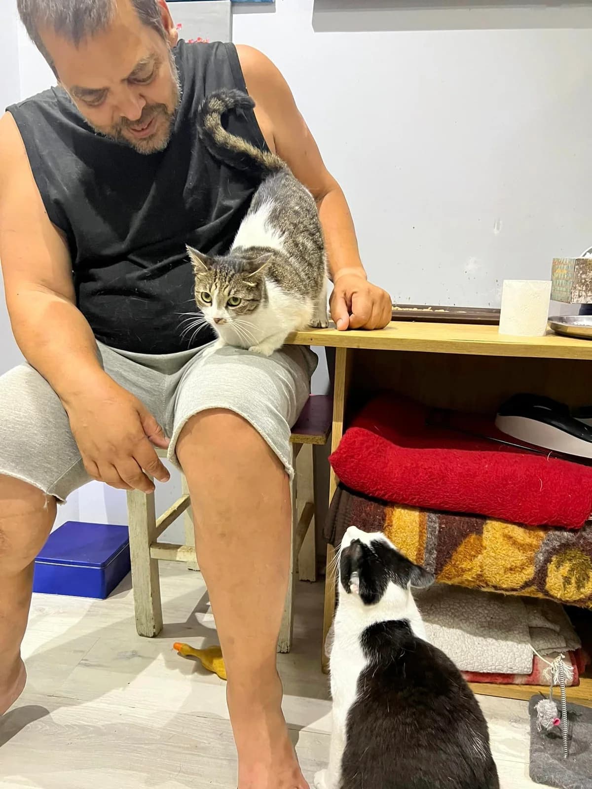 Freja, female Mixed Breed for adoption at Seelenkatzen e.V. — photo 7 of 14