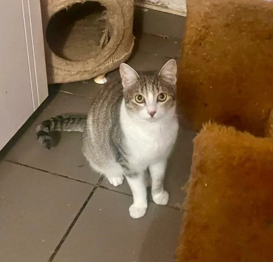 Geõrgios, male young Mixed Breed for adoption at Seelenkatzen e.V., Barsinghausen