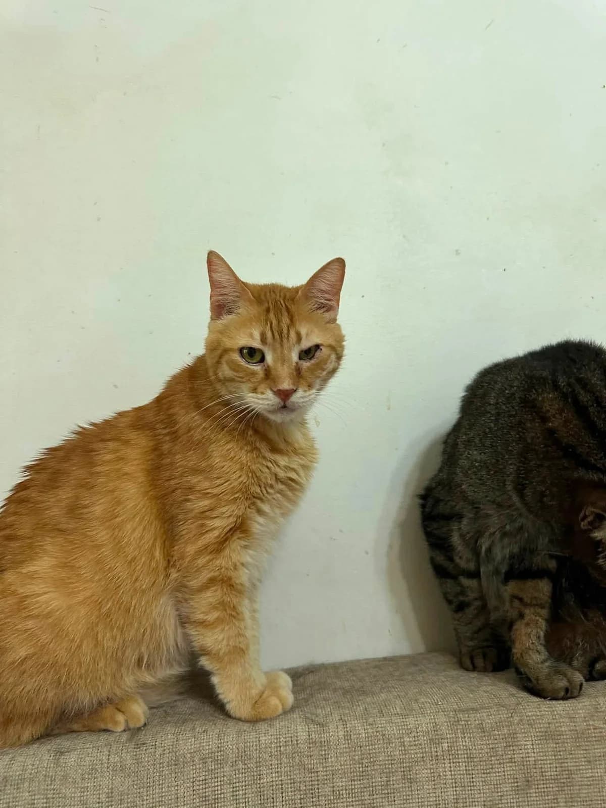 Homer, male senior Mixed Breed for adoption at Seelenkatzen e.V., Barsinghausen