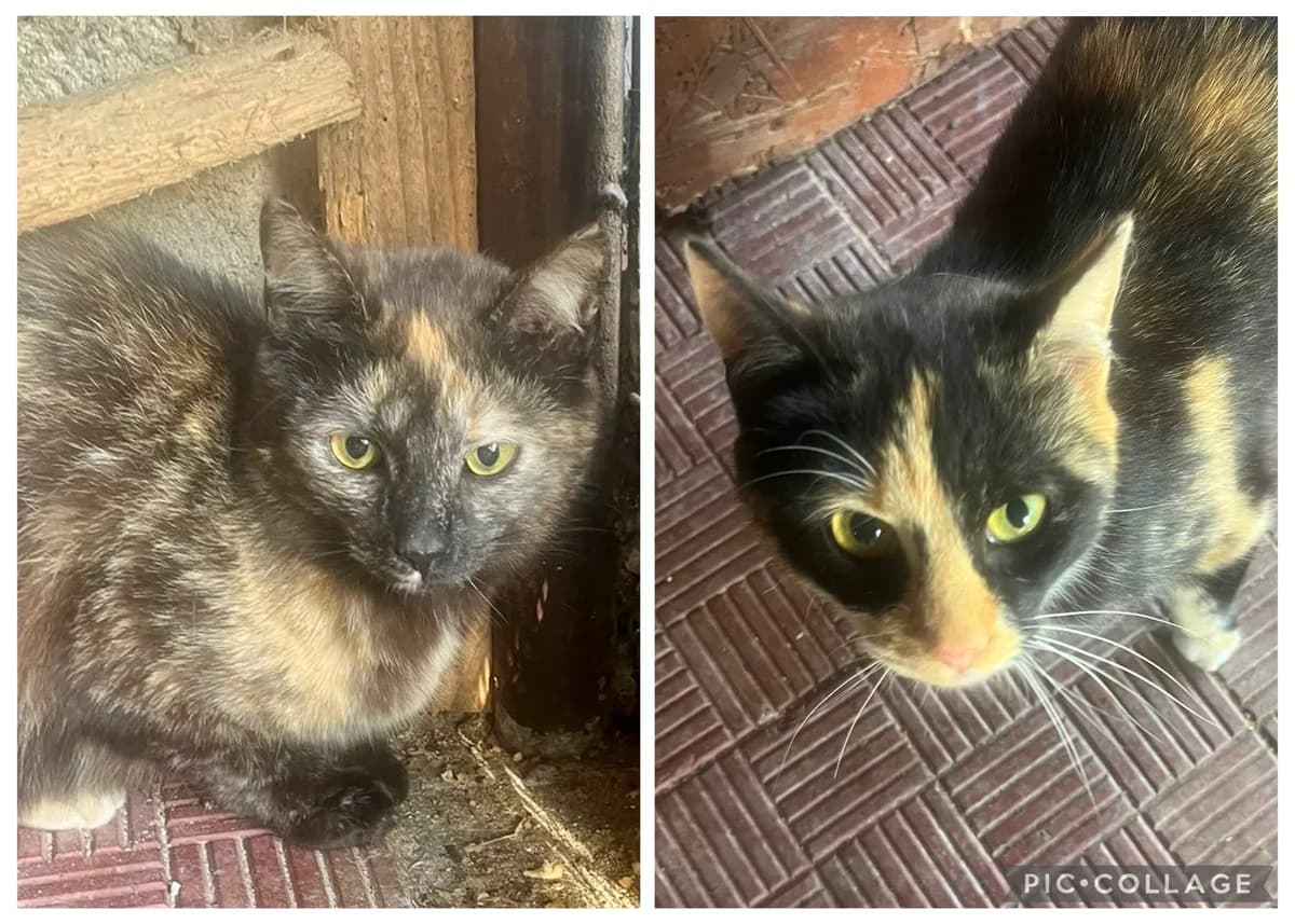 Idun & Helia, tricolor female young Mixed Breed for adoption at Seelenkatzen e.V.