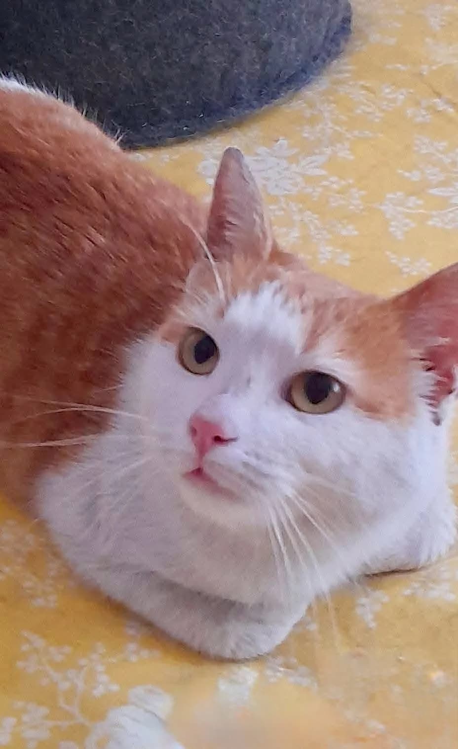 Isolde, Mixed Breed (Seelenkatzen e.V.)