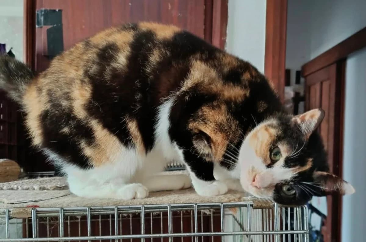 Jackie – Vermittlungsstopp, female 6yo Mixed Breed for adoption at Seelenkatzen e.V., Barsinghausen