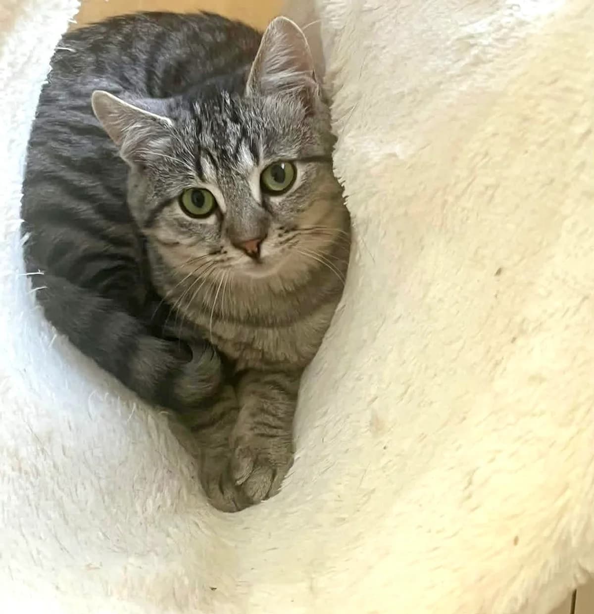 Jerome, male young Mixed Breed for adoption at Seelenkatzen e.V., Barsinghausen