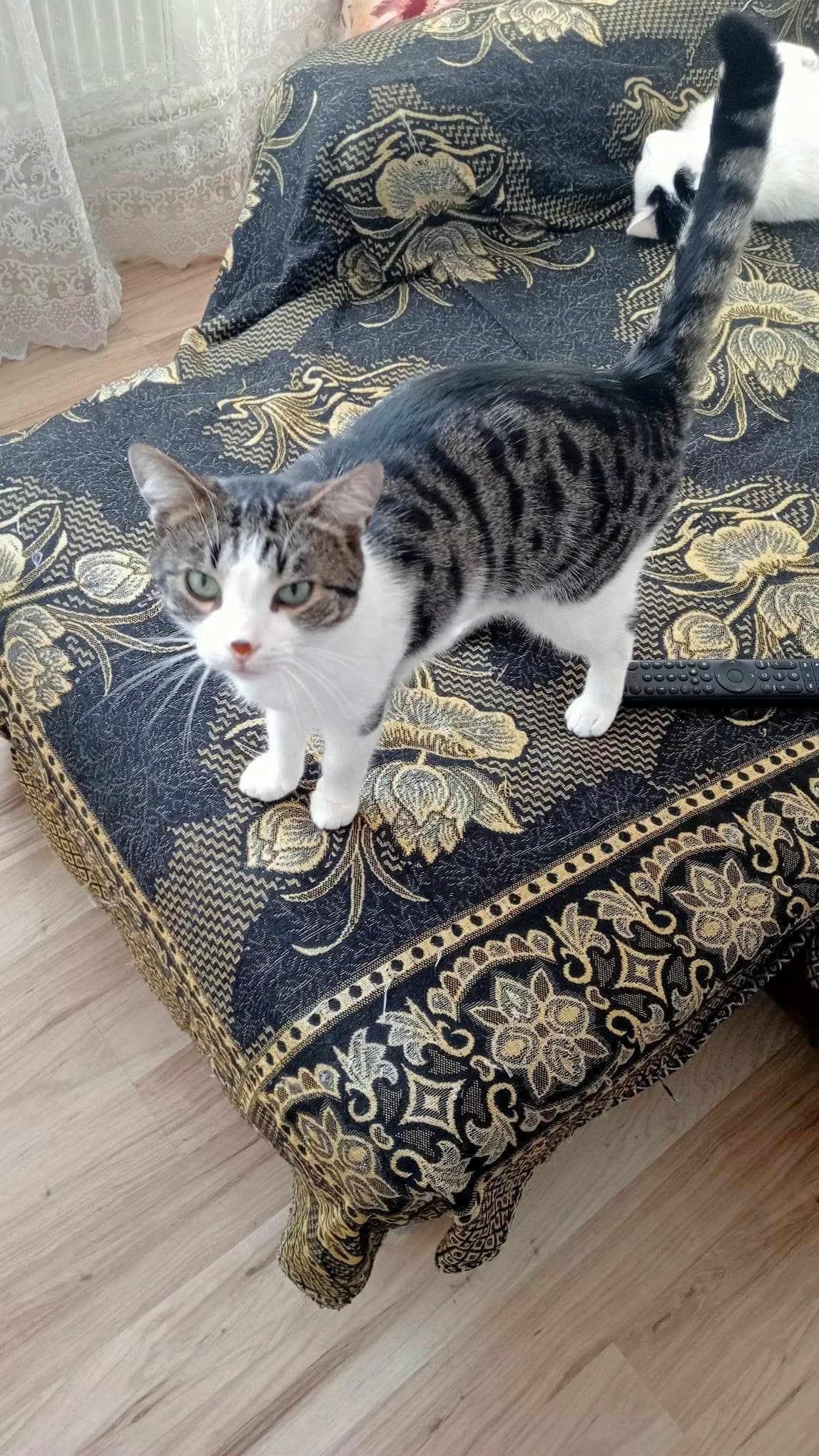 Joschi, male 4yo Mixed Breed for adoption at Seelenkatzen e.V., Barsinghausen