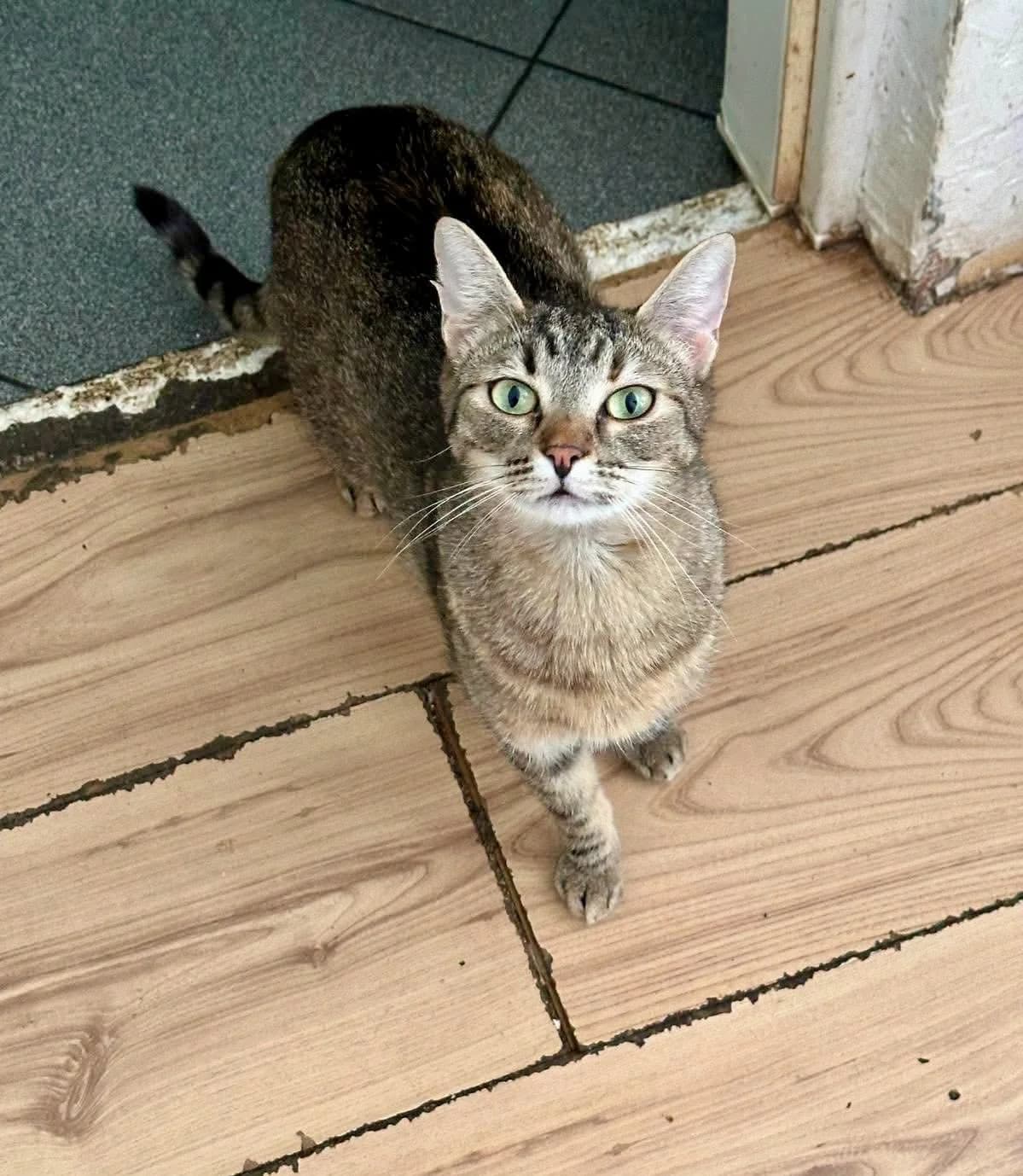 Kalea, female young Mixed Breed for adoption at Seelenkatzen e.V., Barsinghausen