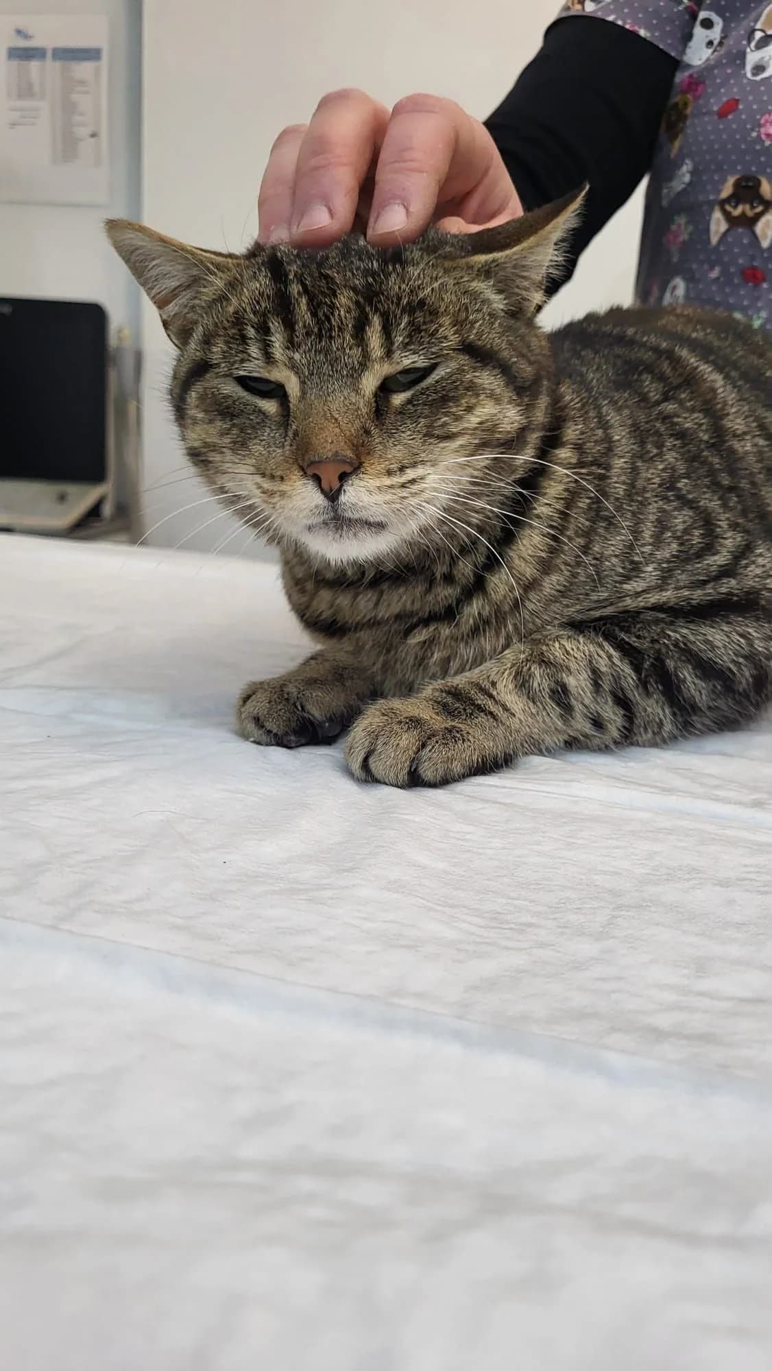 Kiku – Zuhause gefunden, female 3yo Mixed Breed for adoption at Seelenkatzen e.V., Barsinghausen