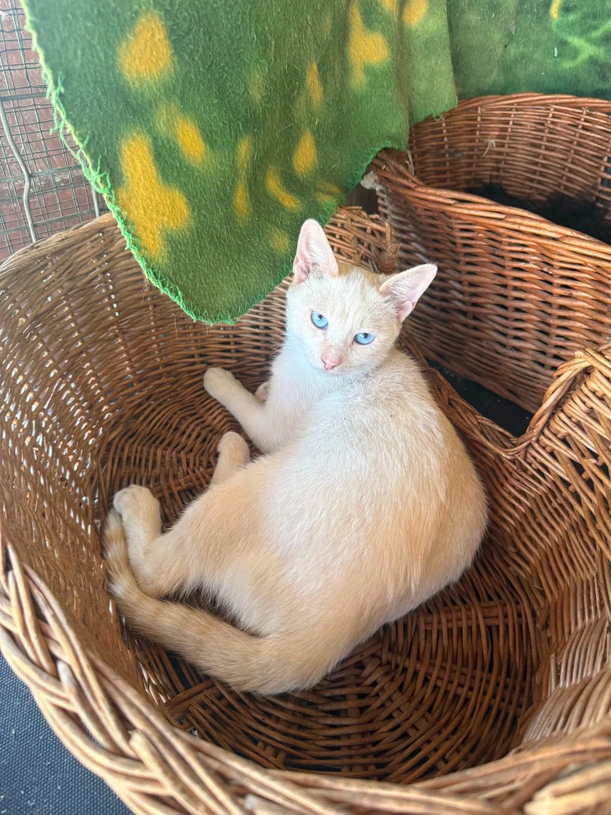 Koda, male puppy Mixed Breed for adoption at Seelenkatzen e.V., Barsinghausen