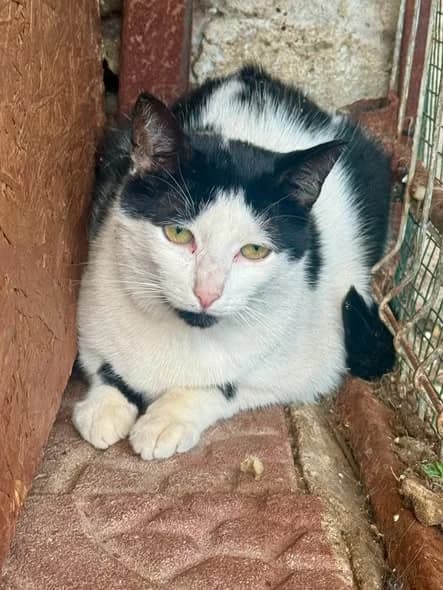 Lilly, female Mixed Breed for adoption at Seelenkatzen e.V., Barsinghausen