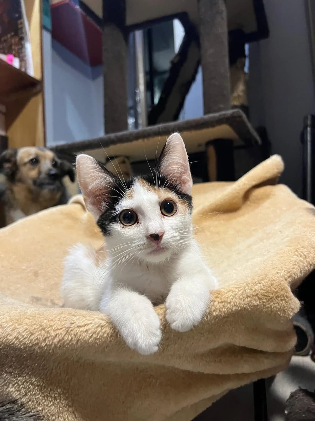 Lucia, female young Mixed Breed for adoption at Seelenkatzen e.V., Barsinghausen