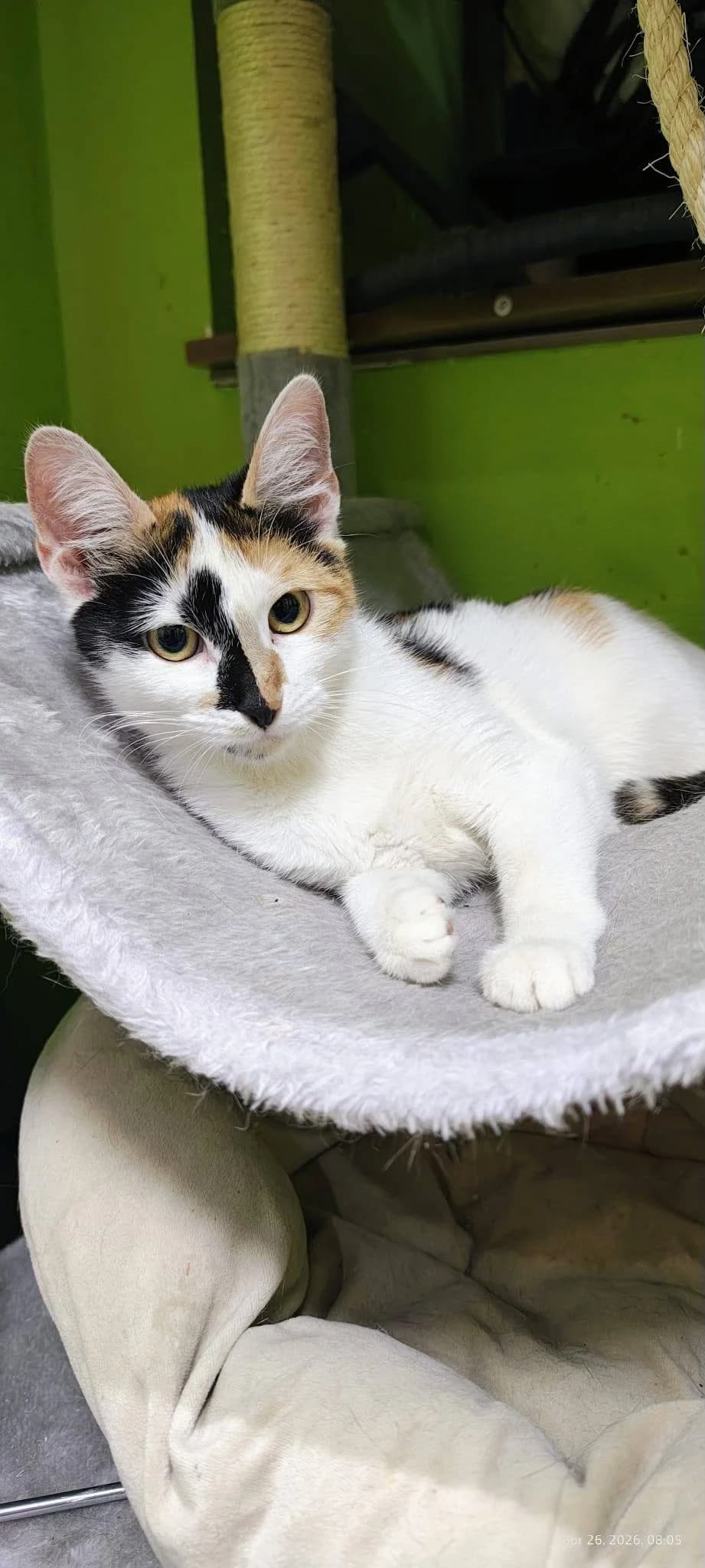 Lumi, female young Mixed Breed for adoption at Seelenkatzen e.V., Barsinghausen
