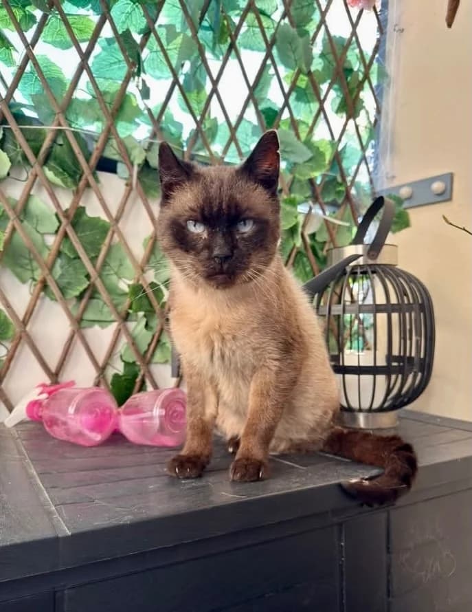 Macchiato, male 4yo Mixed Breed for adoption at Seelenkatzen e.V., Barsinghausen