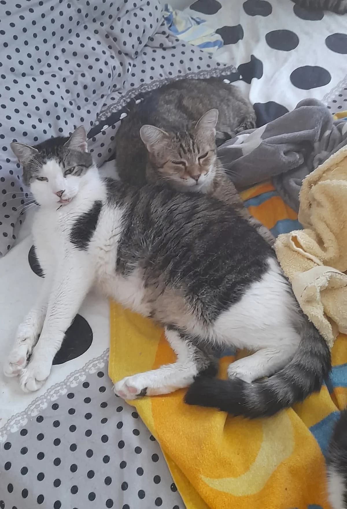 Malu – Zuhause gefunden, weiss male 3yo Mixed Breed for adoption at Seelenkatzen e.V., Barsinghausen