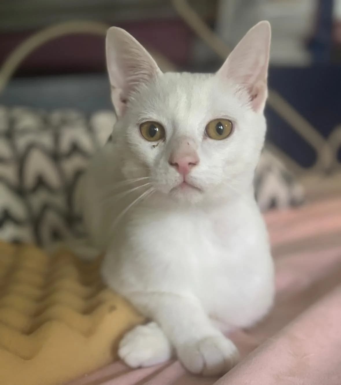 Milo, male Mixed Breed for adoption at Seelenkatzen e.V.