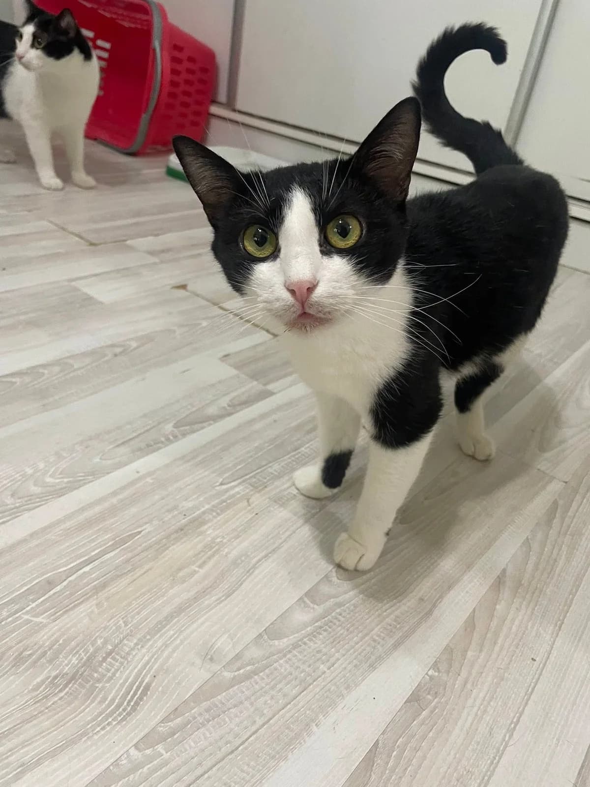 Minu, female 3yo Mixed Breed for adoption at Seelenkatzen e.V., Barsinghausen