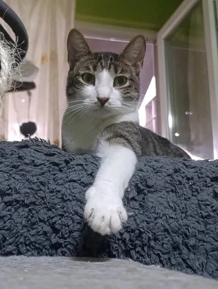 Mita, Mixed Breed (Seelenkatzen e.V.)