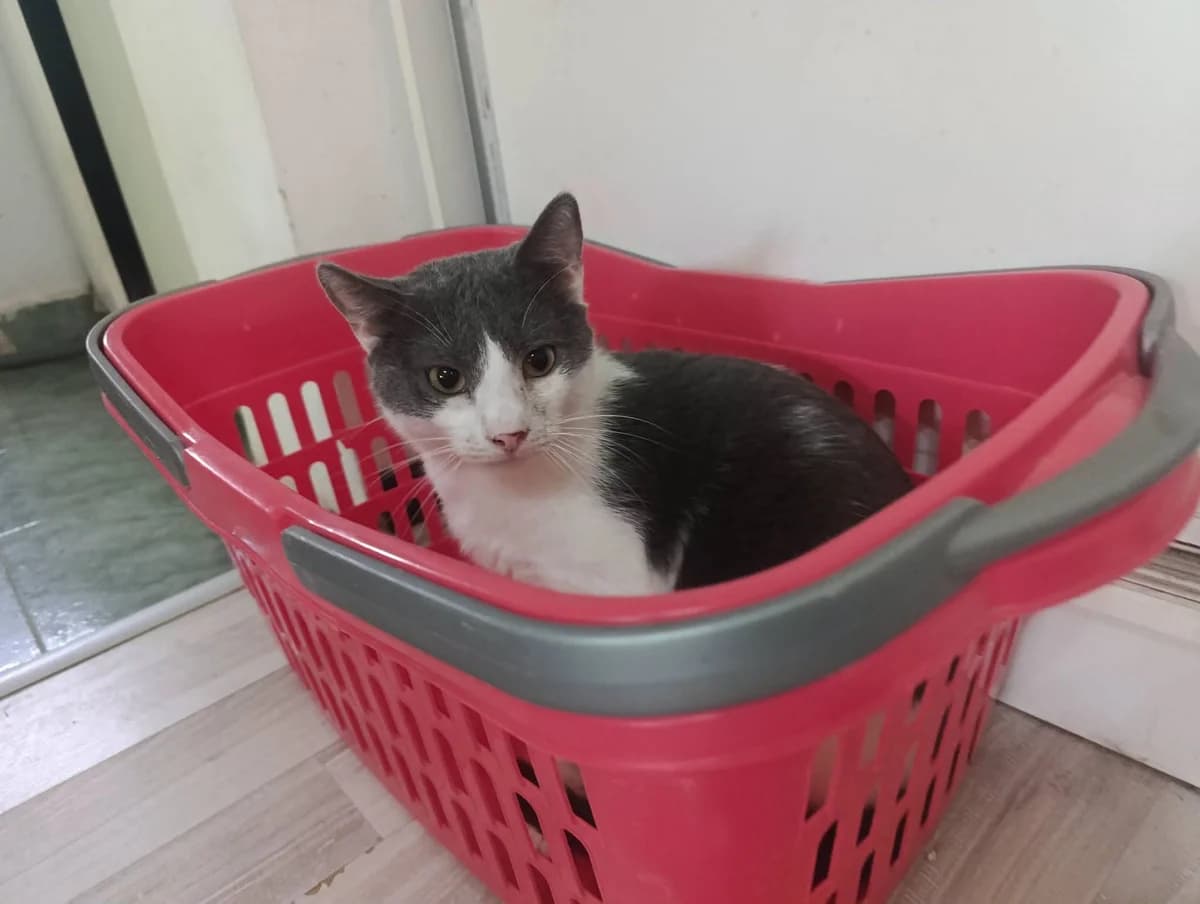 Monty, male 4yo Mixed Breed for adoption at Seelenkatzen e.V., Barsinghausen