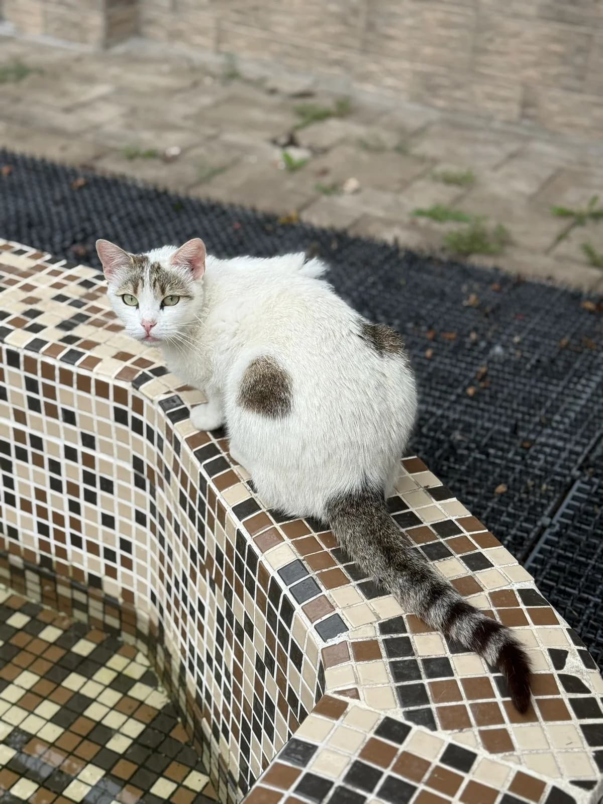 Noelle, female Mixed Breed for adoption at Seelenkatzen e.V., Barsinghausen