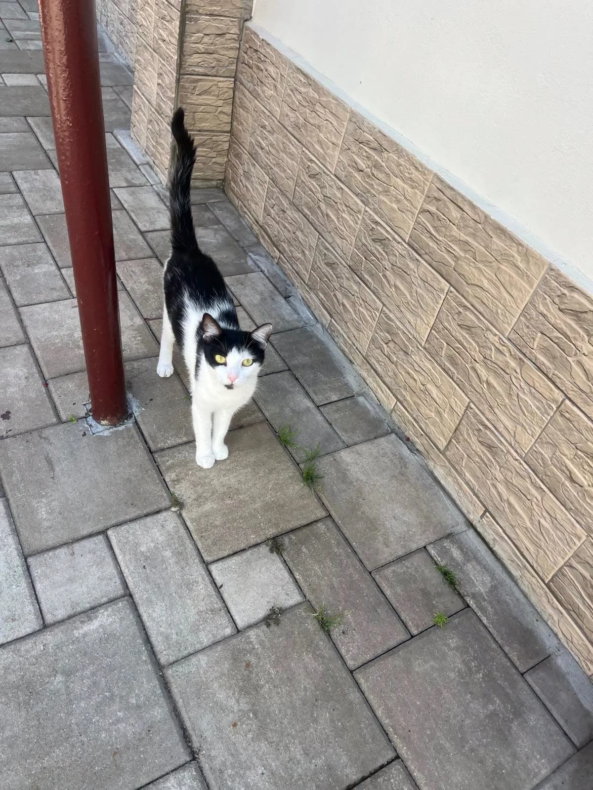 Nora, female young Mixed Breed for adoption at Seelenkatzen e.V., Barsinghausen