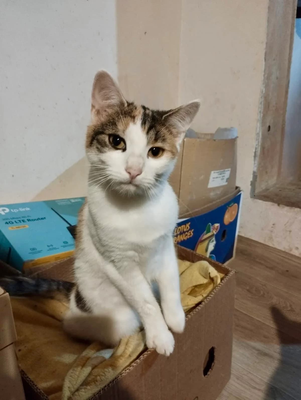 Paula, female puppy Mixed Breed for adoption at Seelenkatzen e.V., Barsinghausen