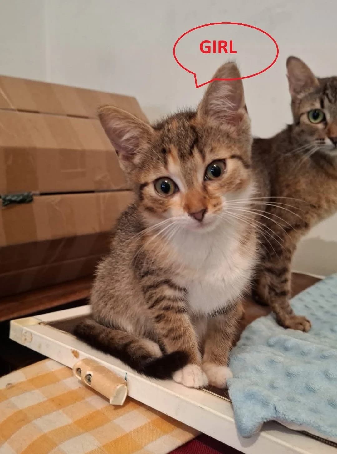 Pumpkin – Zuhause gefunden, female young Mixed Breed for adoption at Seelenkatzen e.V., Barsinghausen