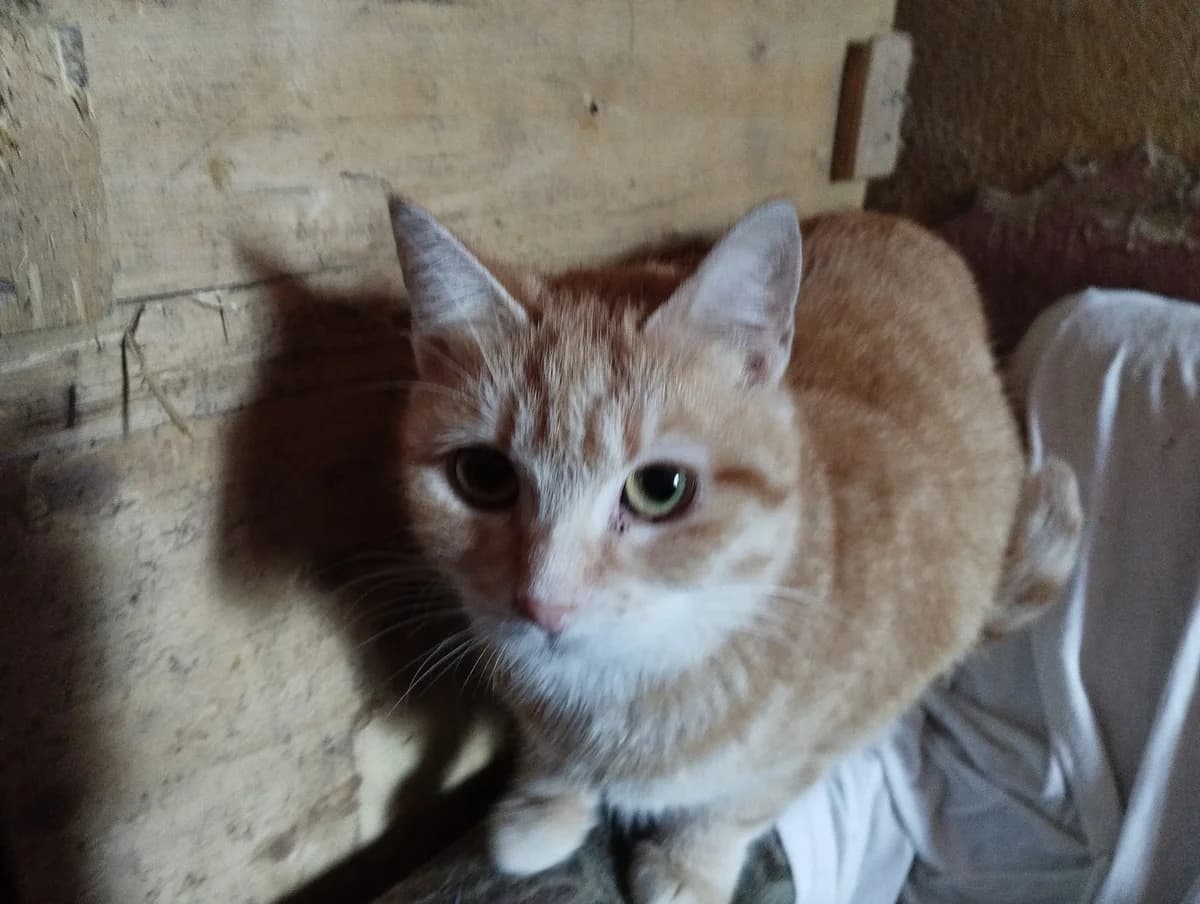 Savana – Zuhause gefunden, female Mixed Breed for adoption at Seelenkatzen e.V.