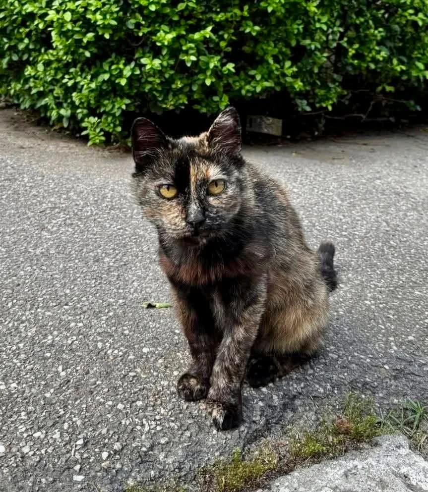 Silky, female 4yo Mixed Breed for adoption at Seelenkatzen e.V., Barsinghausen
