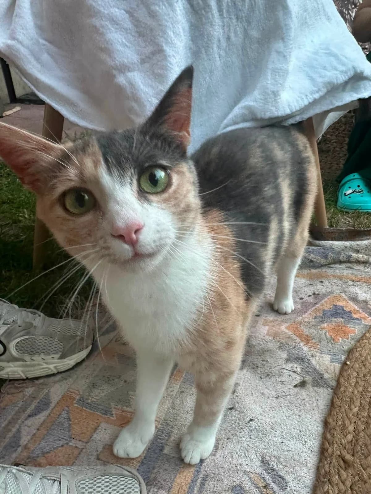 Sonja, female young Mixed Breed for adoption at Seelenkatzen e.V., Barsinghausen