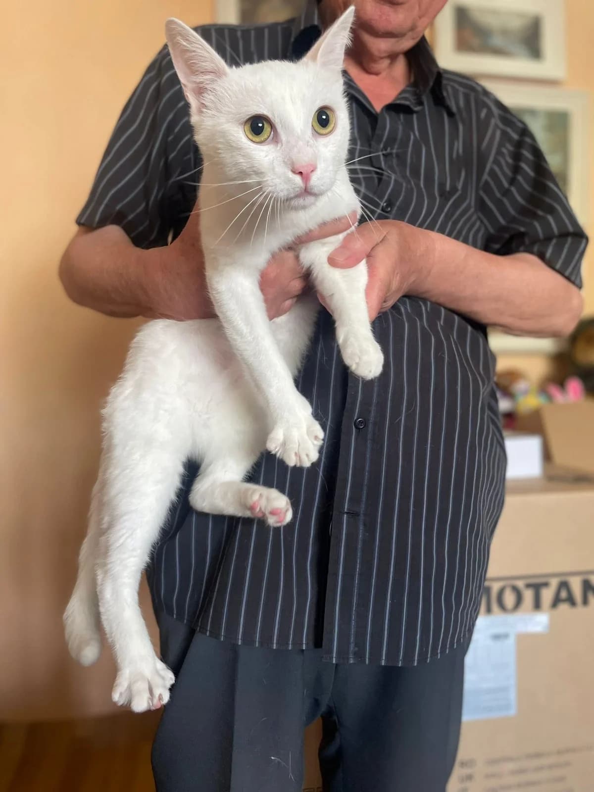 Stefan, male young Mixed Breed for adoption at Seelenkatzen e.V., Barsinghausen
