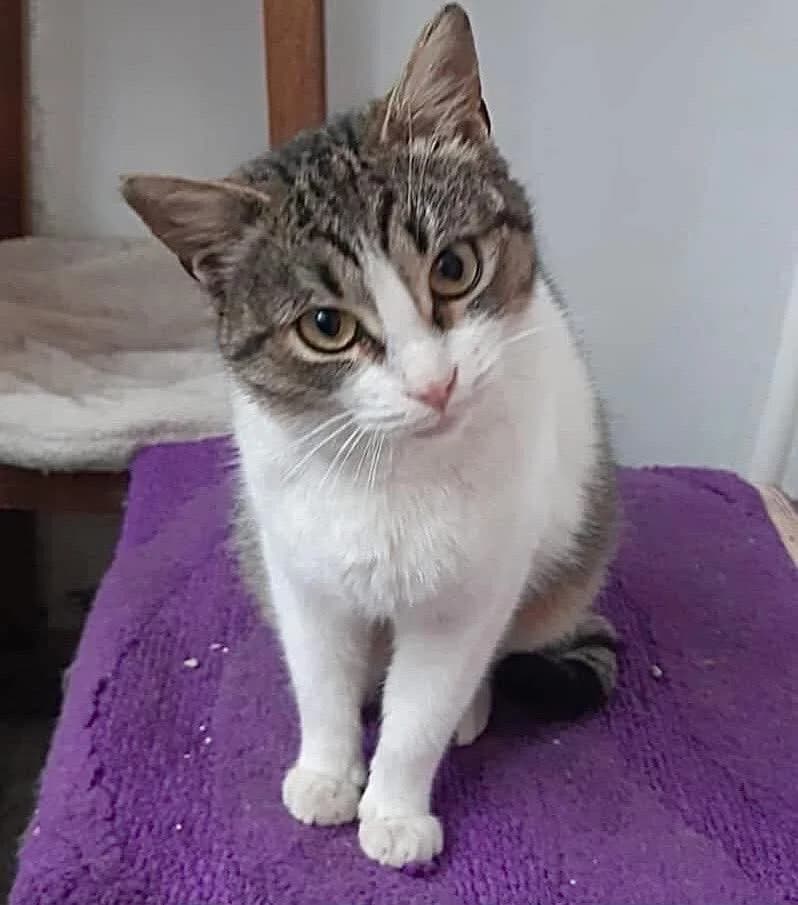 Suki, female young Mixed Breed for adoption at Seelenkatzen e.V., Barsinghausen