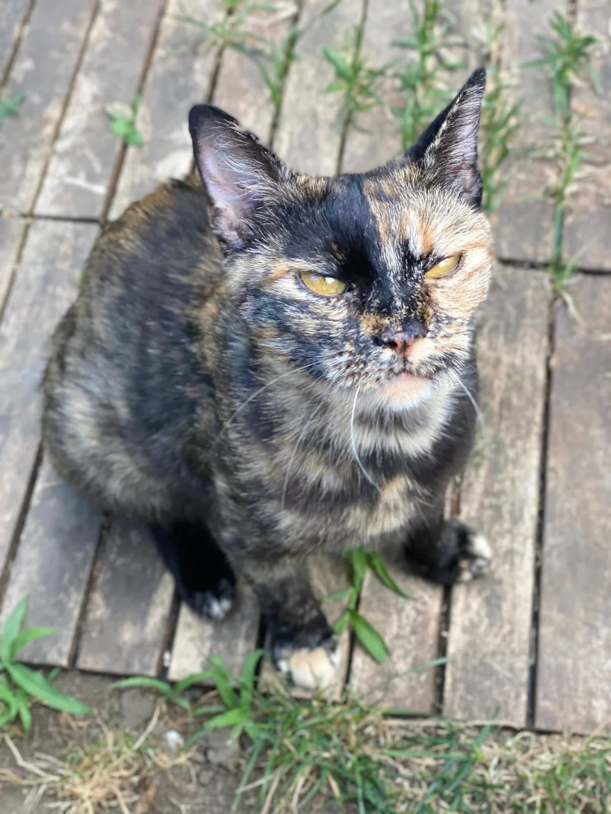 Sweetie Pie, female young Mixed Breed for adoption at Seelenkatzen e.V., Barsinghausen