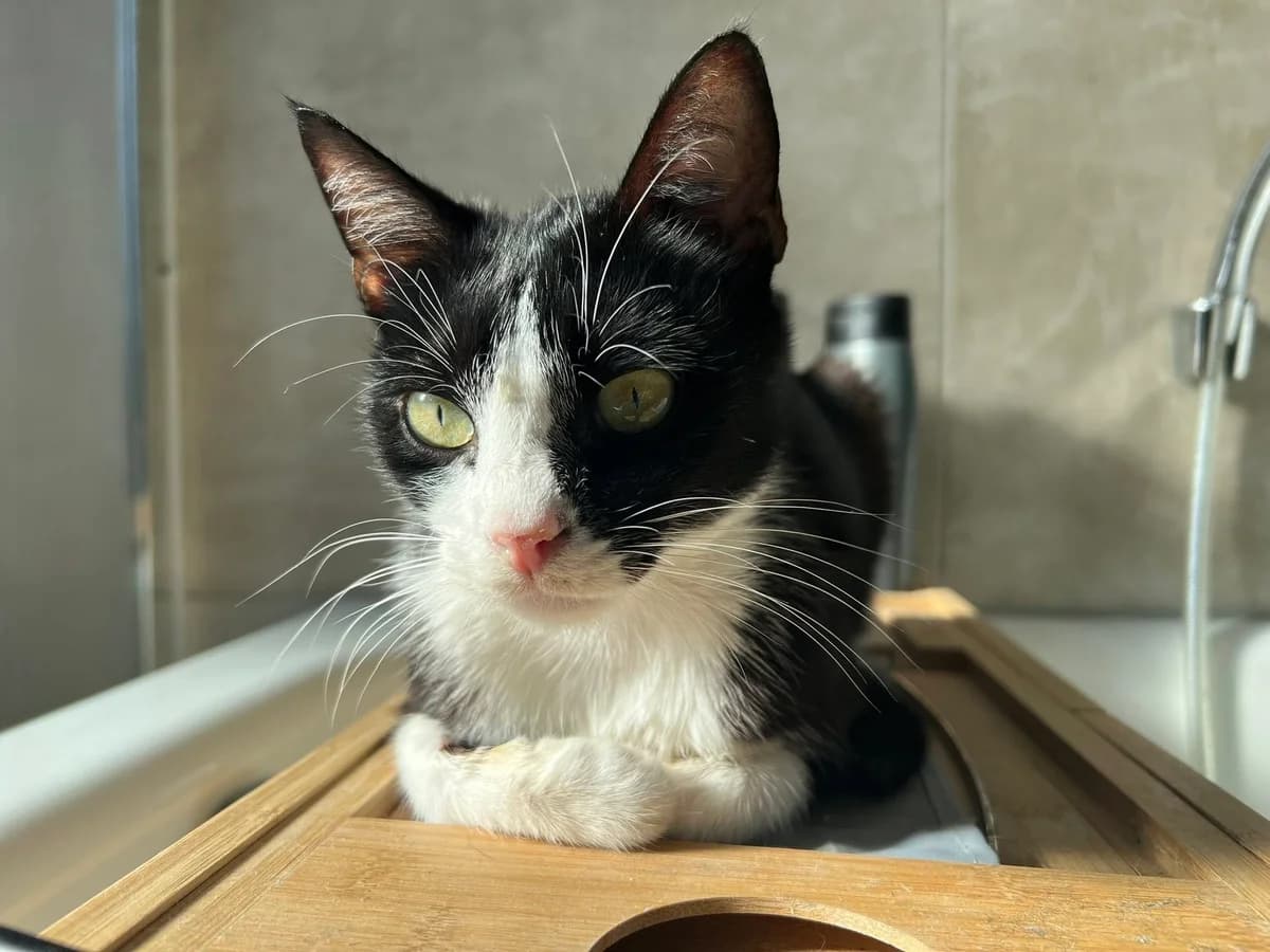 Takeru – Zuhause gefunden, male young Mixed Breed for adoption at Seelenkatzen e.V., Barsinghausen