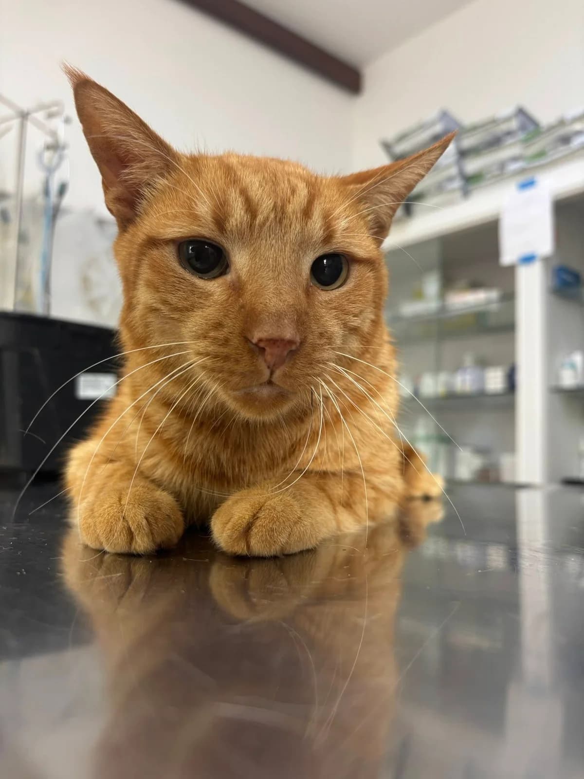 Tamino – Vermittlungsstopp, male 3yo Mixed Breed for adoption at Seelenkatzen e.V., Barsinghausen
