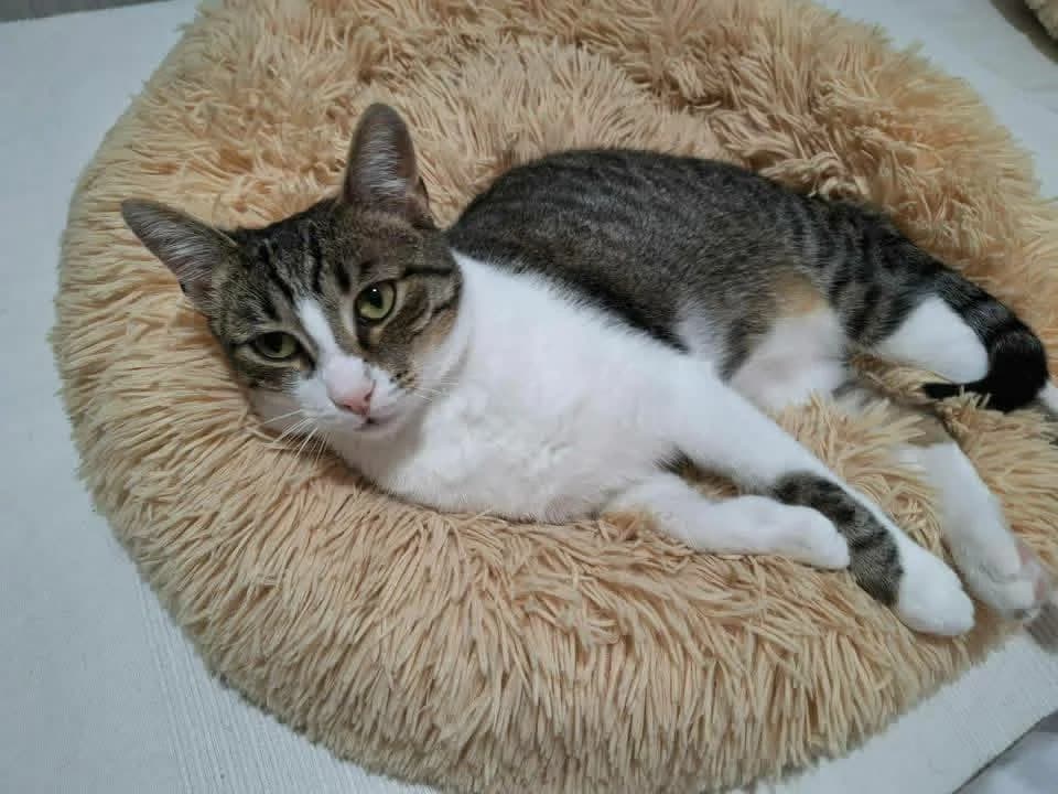 Tida – Zuhause gefunden, female 3yo Mixed Breed for adoption at Seelenkatzen e.V., Barsinghausen